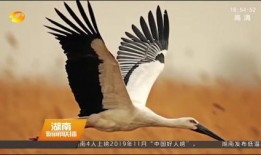 侯鸟在线观看,探寻自然奇观之旅